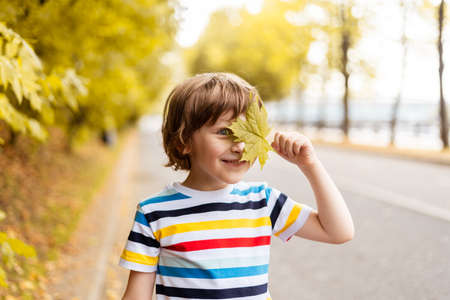 Portrait of happy cheerful child boy with a smile holds an autumn yellow maple leaf near the face in the park on the nature walk outdoors.の写真素材
