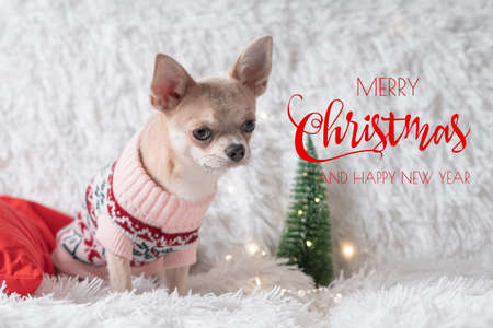 Cute little dog chihuahua dog in sweater lies on a blanket. Holidays greeting card with text Merry Christmas and Happy New Yearの写真素材