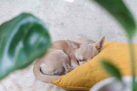 Chihuahua dog lying on yellow pillow near plant. Puppy relax on sofa.の写真素材