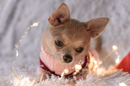 Adorable little Christmas dog chihuahua dog in sweater on blanket