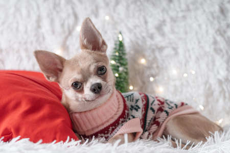 Cute little Christmas dog chihuahua dog in sweater lies on a blanketの写真素材