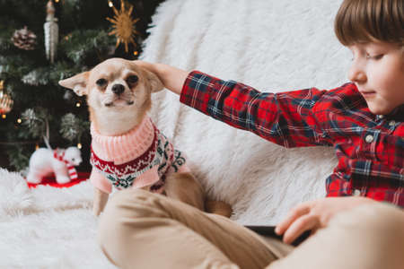 Chihuahua dog in sweater and childs with smartphone on couch with blanket at Christmas.の写真素材