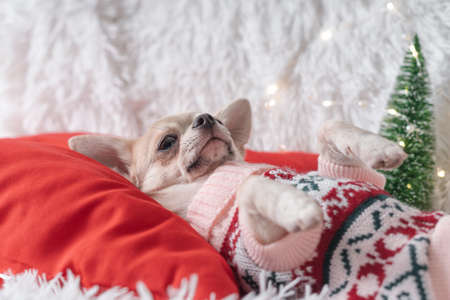 Cute little Christmas dog chihuahua dog in sweater lies on a blanketの写真素材
