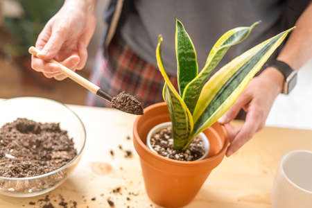 Man gardeners taking care and transplanting plant a into a new white pot on the wooden table. Home gardening, love of houseplants, freelance. Spring time. Stylish interior with a lot of plants.の写真素材