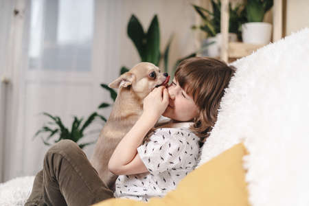 Chihuahua dog licks little laughing childs face on couch with blanket. Portrait of a happy caucasian kid boy hugging a puppy at cozy home on sofa and play together.の写真素材