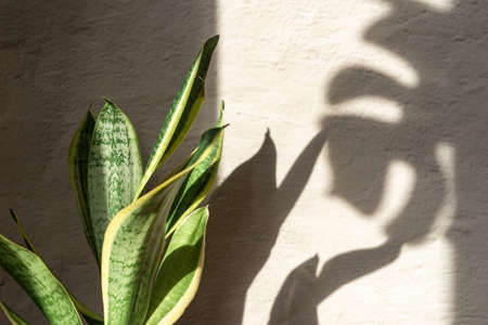 Sansevieria home plant stand on concrete wall background. Home gardening. Banner with copy space.の写真素材
