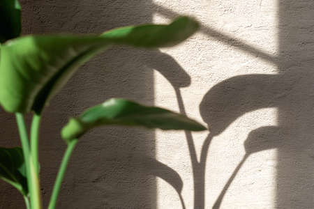 Strelitzia Nicolai plant stand on concrete wall background. Home gardening. Banner with copy space.の写真素材