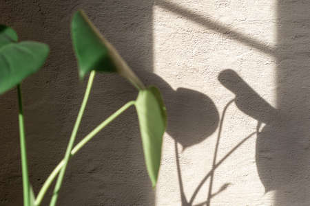Monstera home plant stand on concrete wall background. Home gardening. Banner with copy space.の写真素材