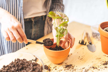 Woman gardeners taking care and transplanting plant a into a new white pot on the wooden table. Home gardening, love of houseplants, freelance. Spring time. Stylish interior with a lot of plants.の写真素材