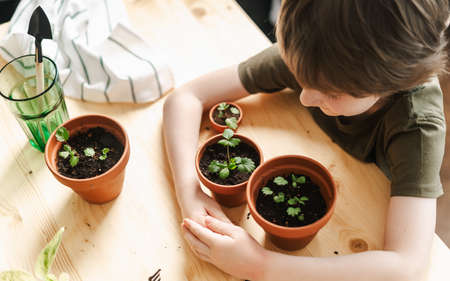 Child Kid boy gardener taking care and transplanting strawberries sprout plant into a new ceramic pot on the wooden table. Home gardening, love of houseplants. Spring time. Potted plants.の写真素材