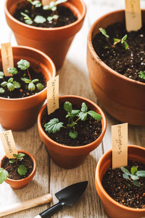 Close up of Strawberries sprout plant seeding in ceramic terracota pots on the wooden table background. Home gardening, love of houseplants. Spring time. Potted plants.の写真素材