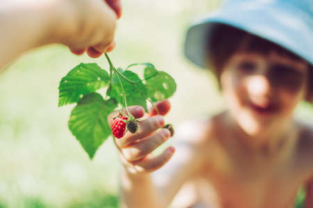 Blurred Baby boy hands touch and take raw fresh raspberries with green leaves from his mothers hand...