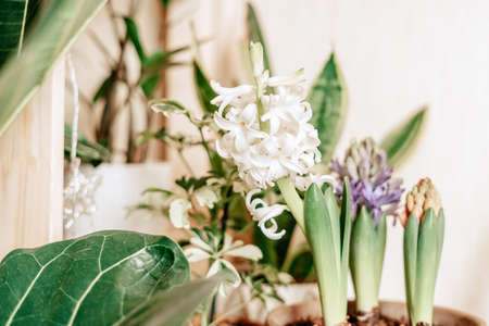 Purple and white Hyacinth flowers In Garden ceramic Pot, on desk and white background with copy space.の写真素材