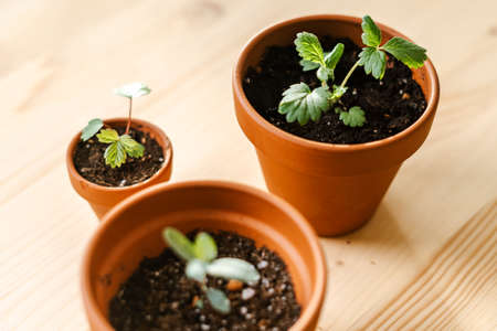 Close up of Strawberries sprout plant seeding in ceramic terracota pots on the wooden table background. Home gardening, love of houseplants. Spring time. Potted plants.の写真素材