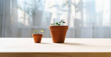 Close up of Strawberries sprout plant seeding in ceramic terracota pots on the wooden table background. Home gardening, love of houseplants. Spring time. Potted plants.の写真素材