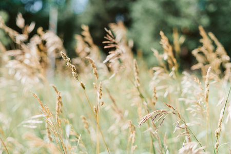 Fresh green grass and spikelets background in sunny summer day.