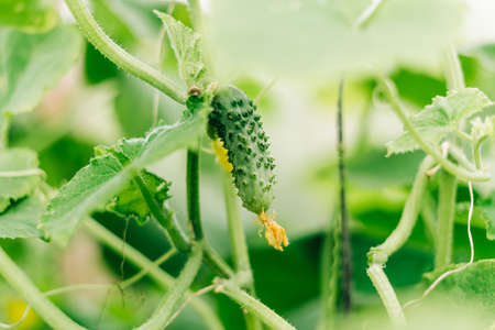 Growing and blooming young cucumbers on a branch in a greenhouse. Young plants blooming cucumbers with yellow flowers, close-up on a background of green leavesの写真素材