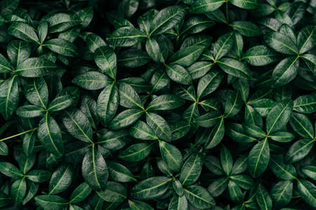 Dark green leaves pattern background, Natural background and wallpaper. Black tropical abstract...