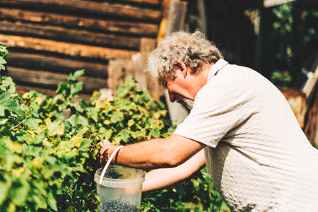 Mature adult farmer harvesting herbs on an organic garden during the sun outdoors. Concept of growing organic products and active retirementの写真素材
