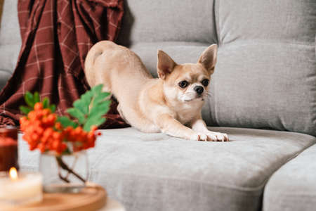 Funny puppy chihuahua lying on couch and pillow under plaid indoors. Cute Little dog home warming under blanket in cold fall autumn winter weather. Pet animal in living room with candle and decor.の写真素材