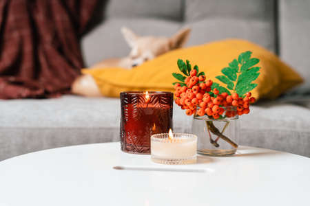 Still life, candle, rowan berry and pumpkin in the living room on a table, home decor in a cozy house. Autumn weekend concept, blanket and plaid. Fallen leaves and dog puppy on couchの写真素材