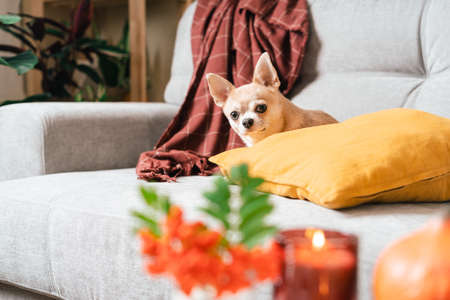 Funny puppy chihuahua lying on couch and pillow under plaid indoors. Cute Little dog home warming under blanket in cold fall autumn winter weather. Pet animal in living room with candle and decor.の写真素材