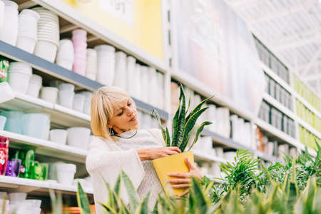 Gardening, planting and shopping concept. Beautiful mature adult woman choosing houseplants and pots in greenhouse or garden centre. Senior buying flowers plants at market store in mall.の写真素材