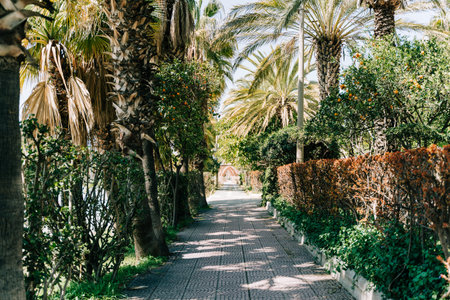 Passage to the park surrounded with trees. Park trail route with vegetation on sidelines. Green forest alley tunnel foot path covered with leavesの写真素材