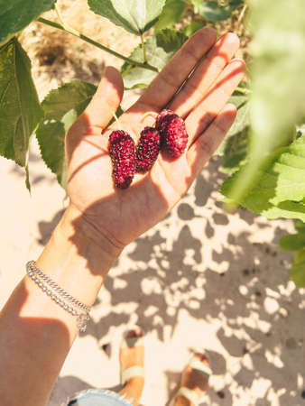 The close up picture of a young womans hand holding mulberry berries on her palm with green leaves on the background. A fresh crop of mulberries from the tree.の写真素材