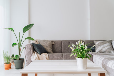 Modern minimalist light lit room interior white walls, white coffee table, grey velvet couch sofa green plants. Picture of light filled living room minimal furniture, plants, empty blank copy spaceの写真素材