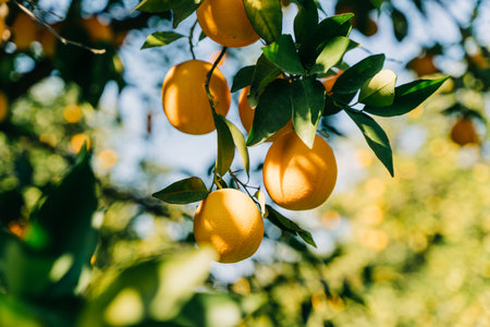 Fresh organic juicy ripe oranges hanging growing on a tree branch in the fruit garden farm orchard plantation.の写真素材
