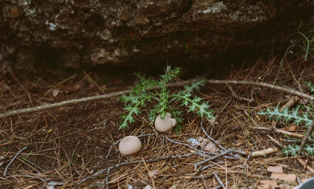 Closeup picture of green plant bush with abandoned bird eggs lying under tree on the ground grass in...