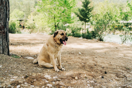 Abandoned homeless stray furry dog lonely sitting in sadness with tongue out on the ground outside...
