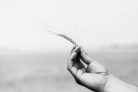 the ear of wheat in man's hand.の写真素材