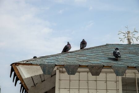 pigeons on the edge of the roofの写真素材