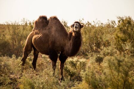 Bactrian camelの写真素材