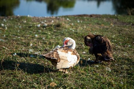 ducks with ducklings in the villageの写真素材