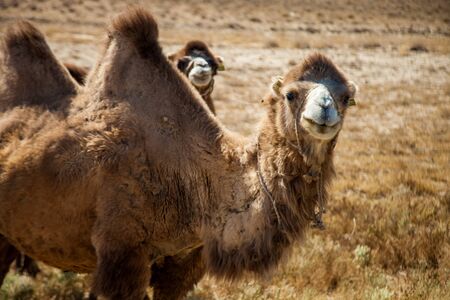 a camel in a pasture. close upの写真素材