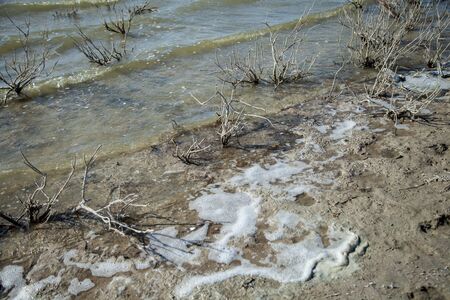 petrified plants in the salt seaの写真素材