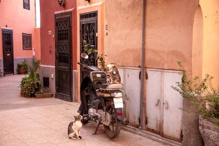 authentic architecture of Morocco, catsの写真素材