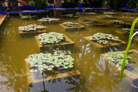 artificial pond with water lilies and fishの写真素材