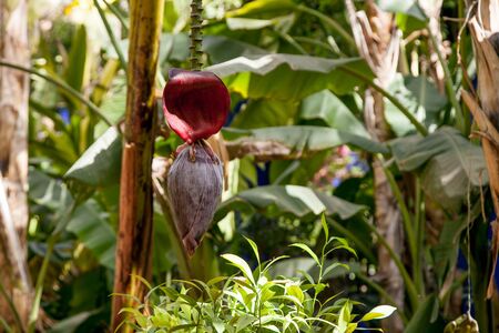 banana blossom. red flowerの写真素材