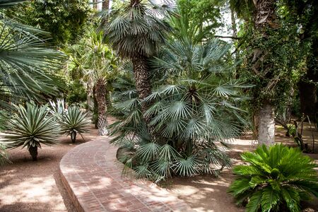 low palm trees in Moroccoの写真素材