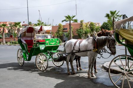 horses harnessed to a cartの写真素材