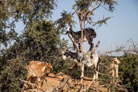 goats on the trees. flying goatsの写真素材