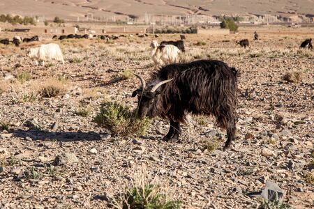 sheep and goats on pastureの写真素材