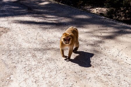 monkeys in the forest in Morocco