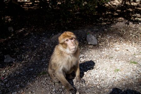 monkeys in the forest in Moroccoの写真素材