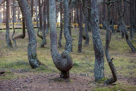 crooked tree trunks in the forestの写真素材