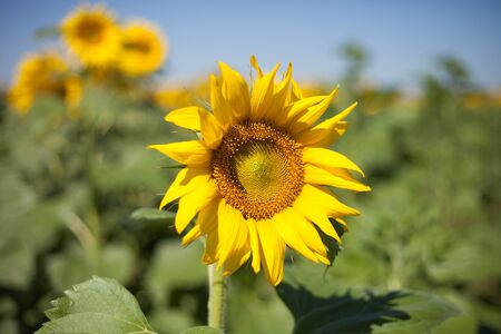 Sunflower field.の写真素材